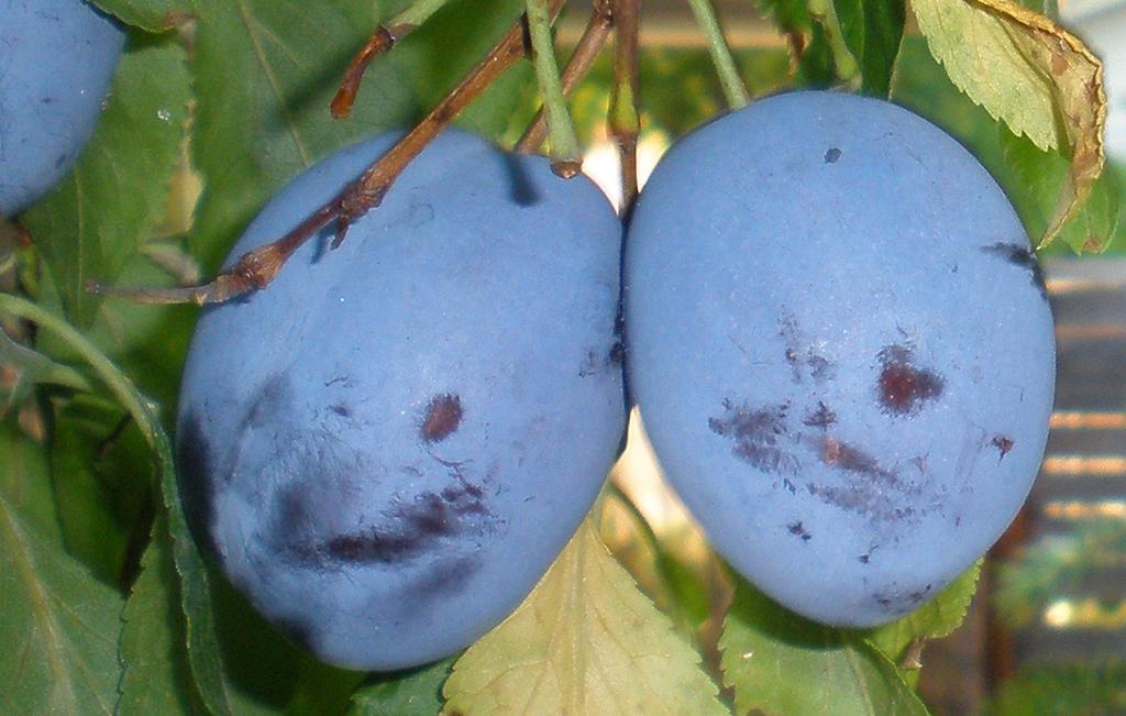 Plums were favored over other tree fruits because these orchards were established with a smaller investment and came into full production at an earlier age, providing earlier returns.