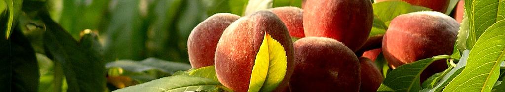 No processor handles Oregon peaches, and almost all Oregon peaches are direct marketed though farm stands, u-pick farms, community supported agriculture,