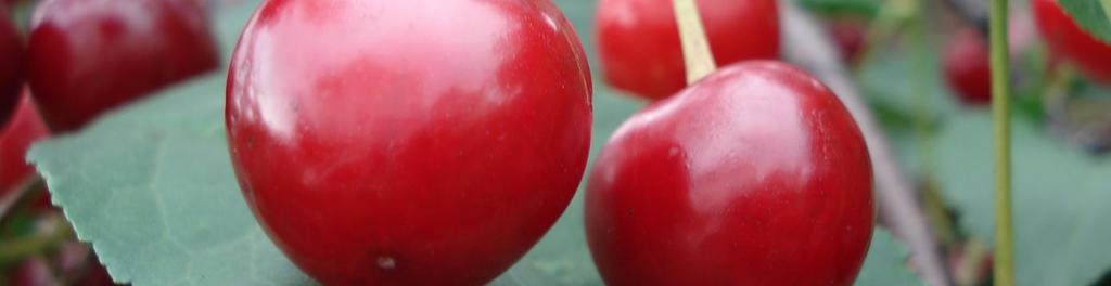 Virtually none of the tart cherry crop is sold in the more highly valued fresh market.