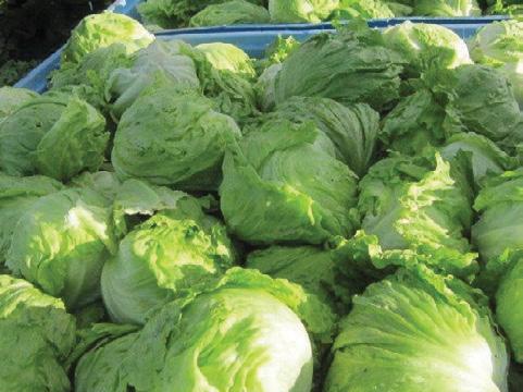 Fenech Iceberg Lettuce Versatile and easy growing Recommended for very warm season cultivation; grows well in