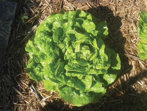 type lettuce Soft, lightly savoyed dark green and russet coloured leaves Small