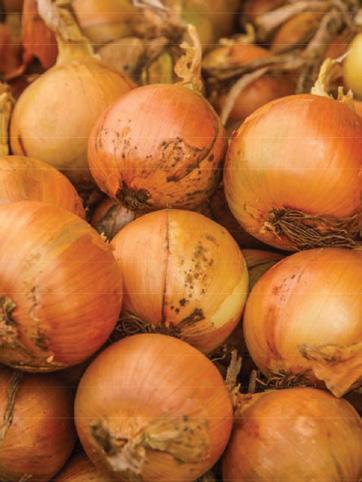 Keeper types & produces a good percentage of large bulbs Some resistance to Fusarium/Pink Root noted in the field, leading