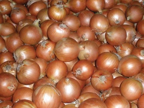 Mundulla Gold Open pollinated brown onion 14 Uniform bulb shape Excellent storage potential Excellent globe shaped bulbs