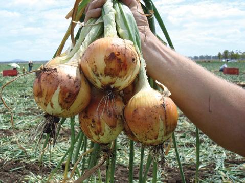 onion - suitable for tropical latitudes Early maturing and mild flavour Best suited to fresh