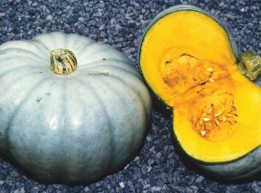 Delicious flavour Mustard yellow skin with bright orange flesh Typical fruit are 20 x 12cm Sweet Grey Hybrid Pumpkin Matures a few