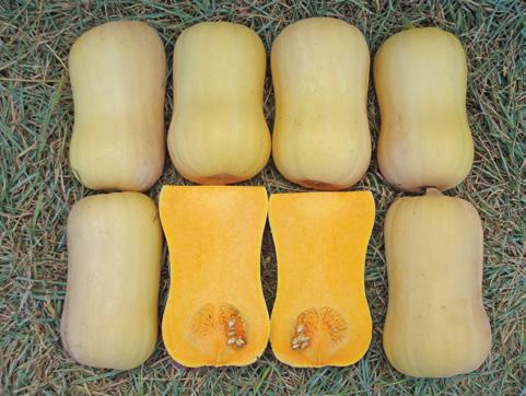 cavity High yielding but with moderate vigour Slightly larger & more slender in shape than Butternut Large Intermediate resistance:
