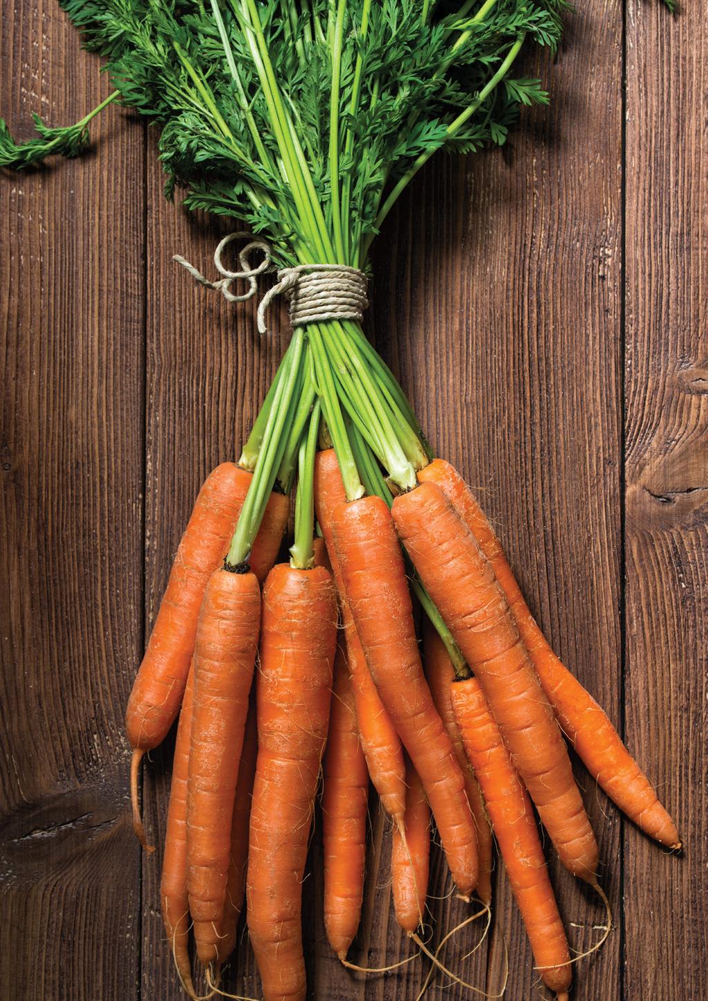 Carrot Daucus carota