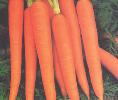 Thinking quality Carrots?