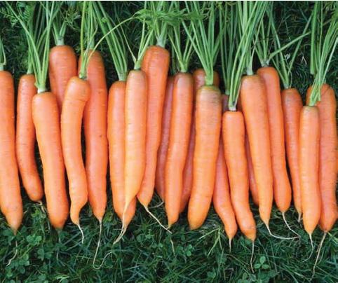 variety High quality, long uniform tapered carrot Orange colour with very strong tops Fresh