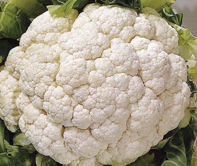 by inner leaves A reliable standard variety Maturity 13-15 weeks from transplant Very versatile variety Large solid, smooth, snow white curds that are