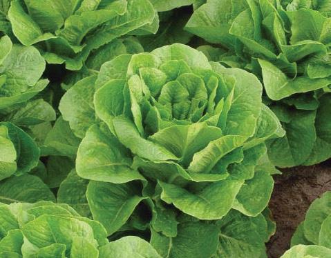 conditions Parris Island Cos Romaine Lettuce Poco Romaine Lettuce Upright to cylindrical plant habit