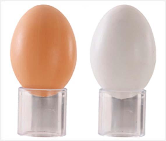 eggs; The color of the shell is