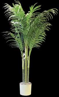 size 10 ) 15 Areca Palm w/fg trunk *P