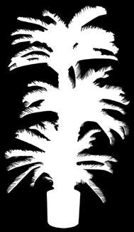 42 Mini Areca Palm