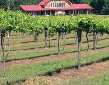 This second generaion vineyard is he oldes and larges muscadine vineyard in he sae. Tasings are $5 and include a souvenir wine glass.