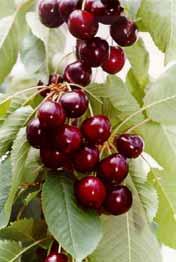 The growers have some interest also in the planting of sweet cherry. The assortment is formed by Russian varieties - 'Iputj', 'Bryanskaya Rozovaya' and the Estonian 'Meelika'.