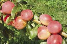 The area of 6 most popular plum varieties is 69 % of the total area. An extremely early maturing diploid variety is 'Kometa'.