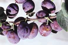 Recently, the Eurasia group of plums has acquired interest. This group is represented by cultivars 'Aleynaya', 'Zarechnaya Rannaya' etc.
