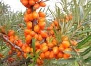 SEABUCKTHORN Recently sea buckthorns are planted widely, mostly Russian varieties. Their area has reached 146 ha.