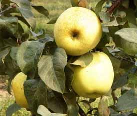 According to statistics, about 30-40 thousand tons of apples are produced annually in Latvia, of which so far only a part are harvested in commercial orchards.