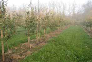 MAIN PROBLEMS IN PEAR PRODUCTION Lack of hardy cultivars with high fruit quality and storage potential. Choice of suitable rootstocks and hardy framebuilders which is very important for this crop.