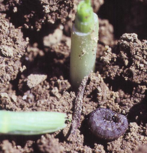 Wireworms feed on the germ or hollow out corn seeds, or tunnel into roots and shoots of seedlings. Damaged seedlings will usually wilt, with the symptoms first showing up on the youngest leaves.