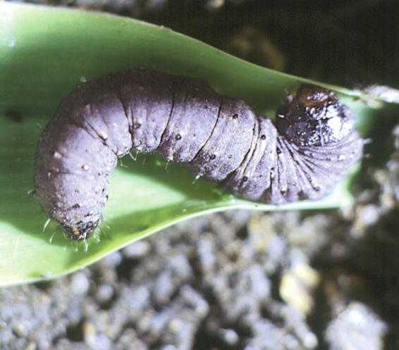 Count the number of cut plants, and try to find the cutworm by digging in the soil around any damaged plant. Generally, a rescue treatment is justified if 5 or more of 100 plants are cut.