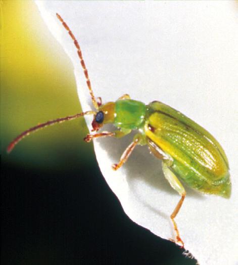 Stalk borers bore through the unopened leaves so that as the plants develop the leaves have a series of holes across them. The top or flag leaf droops, and the whole plant may wilt.