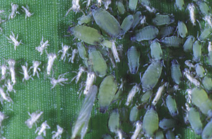 Managing Insects in Commercially Grown Sweet Corn E-98-W 4 thers and reduce the amount of pollen that is dispersed.