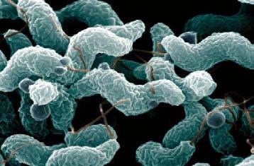 behind Salmonella 2011 CDC report estimates 845,024 cases of campylobacteriosis each year U.
