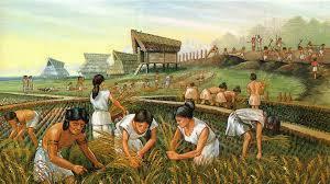 THE BEGINNINGS OF AGRICULTURE For thousands of years, human survived by hunting game and