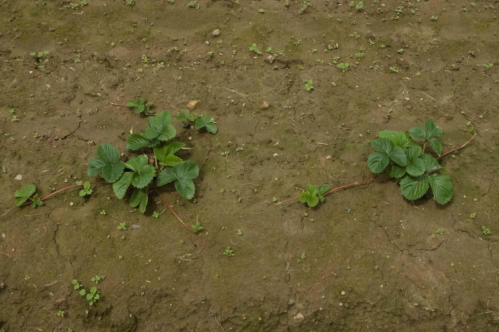 Strawberry Establishment Keep well watered Control weeds