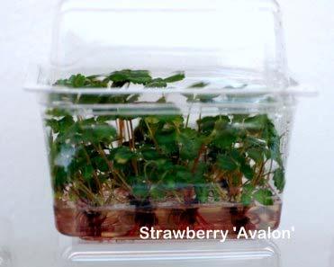 Strawberry Cultivar Selection Disease resistance Red Stele Verticillium wilt also