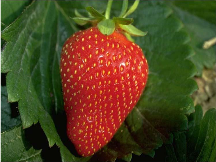 Strawberry Types June-Bearers (short day types) (Fragaria ananassa) spring crop only Day-Neutrals (not sensitive to day length) (Fragaria x ananassa) spring and fall