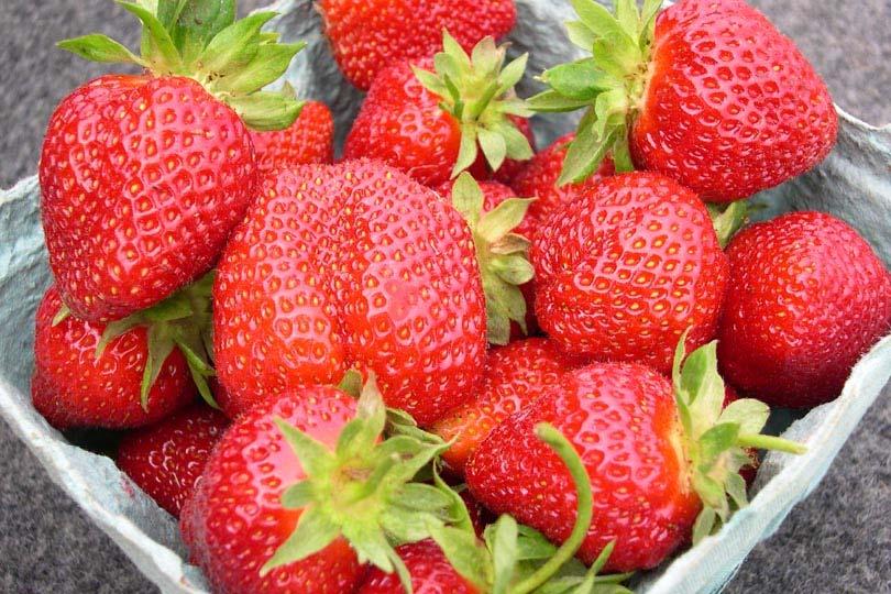 Strawberry Harvest Avg.