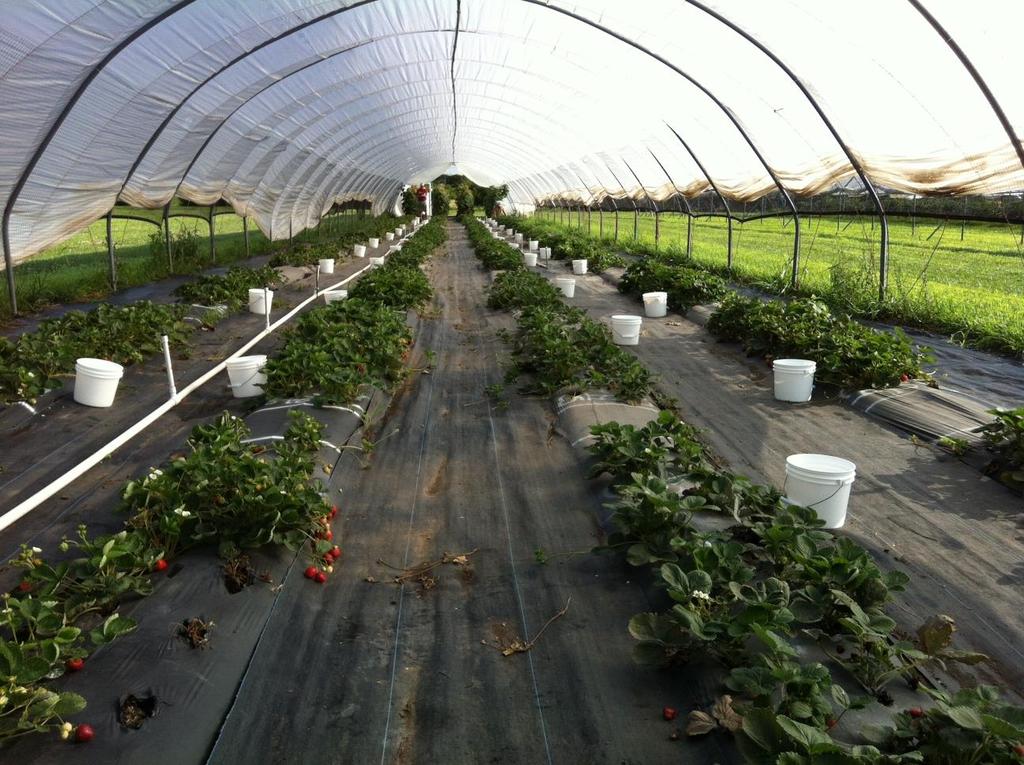 Strawberries Grown in High Tunnel Production Growing season extension & enhanced crop productivity Increased yields, size, soluble solids, branch-crown development,