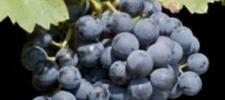 Viticulture of Grenache During ripening protect the acidity.