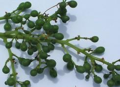 Berries pea size Onset