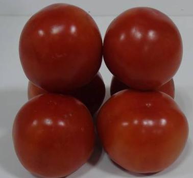 FOOD TECHNOLOGY I 21.3 Nutritional and Therapeutic Effects of Tomato & Tomato Products Tomatoes are good source of ascorbic acid, which constitutes about 15-20 mg per 100 g of edible parties.