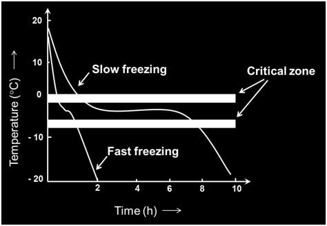 In slow freezing, less number of nuclei is formed and as a result of slow freezing more concentrated solution is left in inter-cellular spaces which causes osmotic effect and liquid comes out from