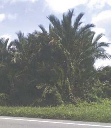 sago palm, as well as processing and preparing it, especially among the young generation.