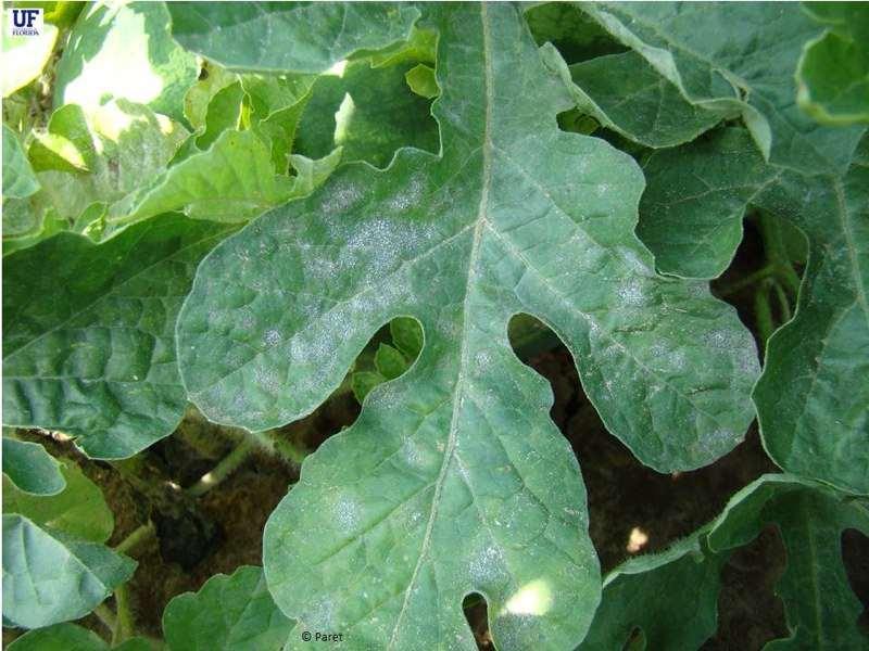 Powdery mildew Can be a severe issue on
