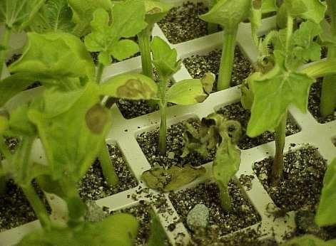 GSB-resistant varieties not available in cucurbits One of the primary