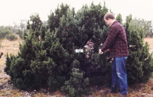 Phytologia (August 2013) 95(3) 215 Juniperus communis var. kelleyi, a new variety from North America Robert P.