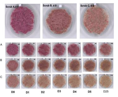 Figure 2. The body scrub cream (upper side) and the color stability test for 25 days (under side).