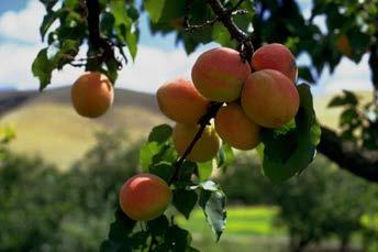 Peaches: Don t look for a bright rosy blush when selecting peaches.