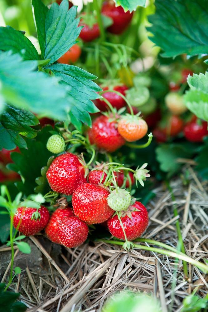Strawberries Growing Strawberry Plants Strawberries are best planted in the spring or autumn. They prefer a sunny and sheltered position in fertile, free-draining soil.