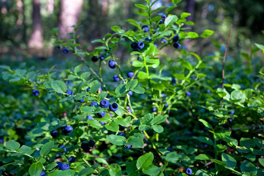 Blueberries Growing Blueberries They prefer an acid soil in a nice sunny or semi shaded position and are best watered with rainwater.