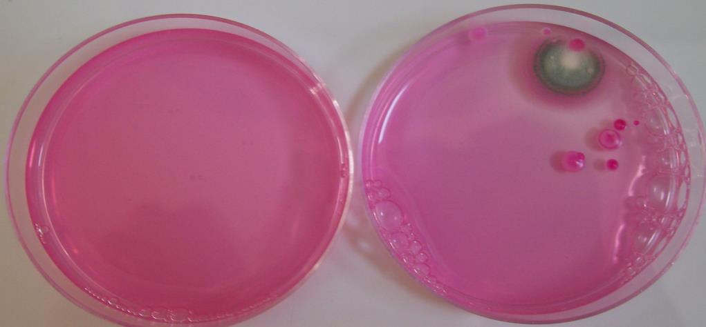 Fig 1. DRBC agar culture of sterilized and unsterilized honey Fig. 2.