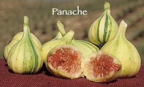 PANACHE Especially fine flavor! Small to medium-sized fruit with green color and yellow Tiger stripes.